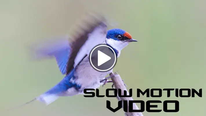 Slow Motion android App screenshot 4